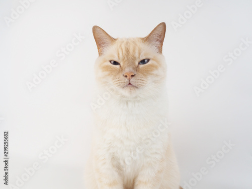 Fototapeta Naklejka Na Ścianę i Meble -  Thai cream point cat, white cat with red nose and tail on white background