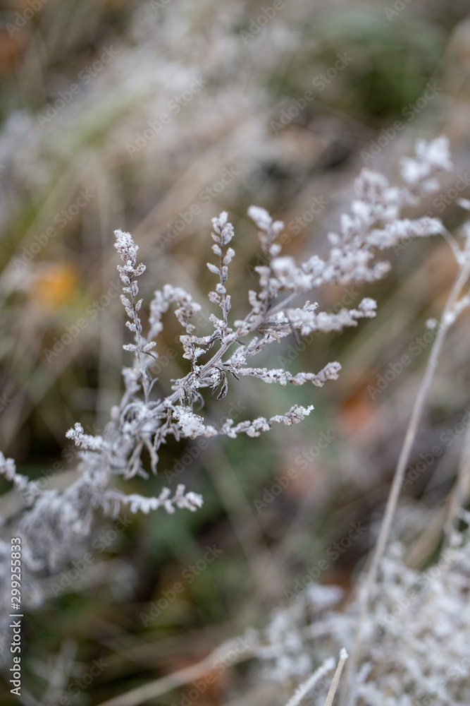Background of autumn leaves in the frost to october or november Background of autumn leaves in the frost to october or november