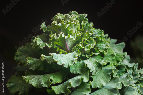 ornamental cabbage flower (cauliflower) with frost, black background