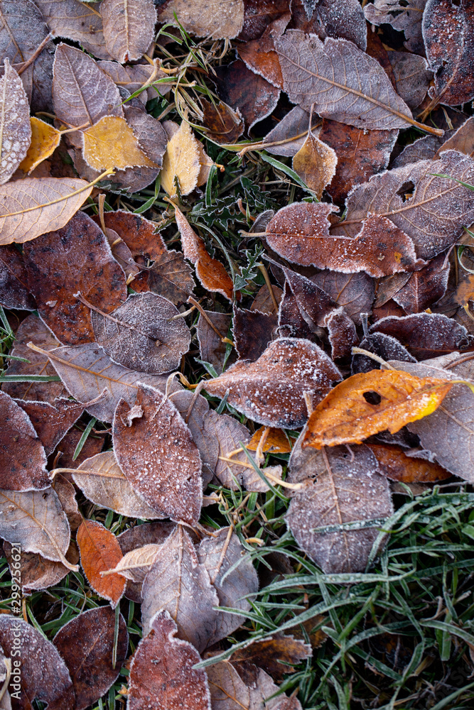 Background of autumn leaves in the frost to october or november