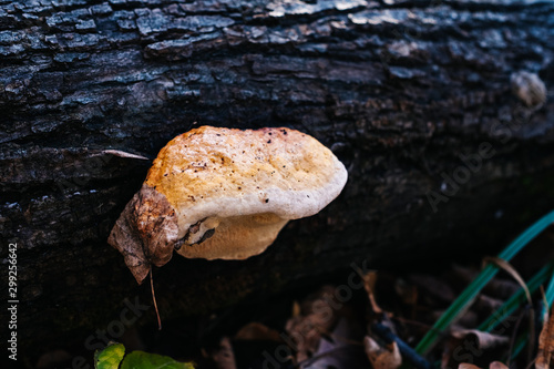 mushroom grows on a tree photo