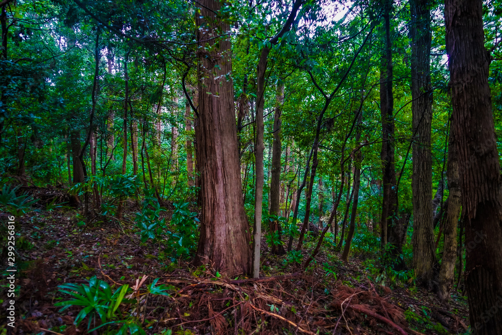 大和市泉の森公園の森林のイメージ