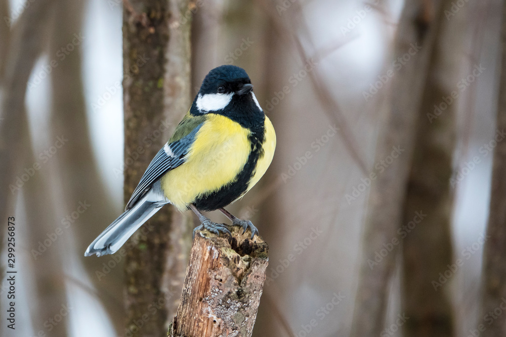 Naklejka premium Russian Winter