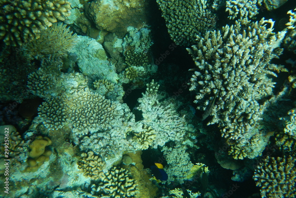 Fototapeta premium Red Sea underwater landscape with fishes and corals. Natural background