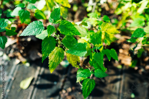 green nettle in the forest