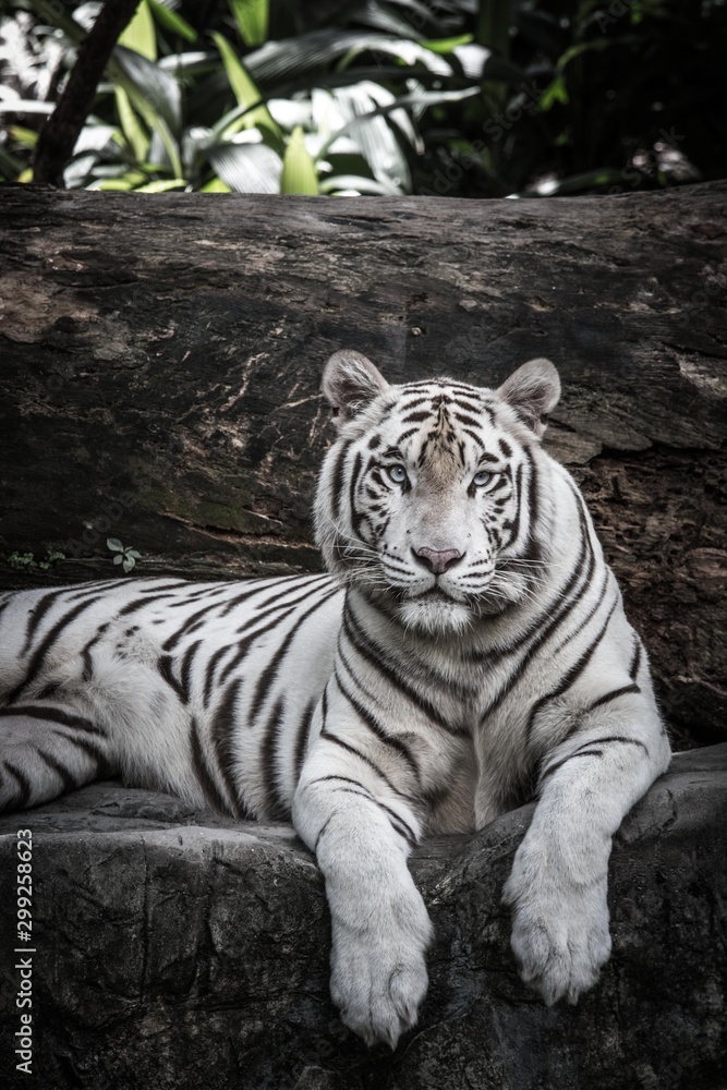 Fototapeta premium piękny portret białego tygrysa bengalskiego w dzikiej przyrody