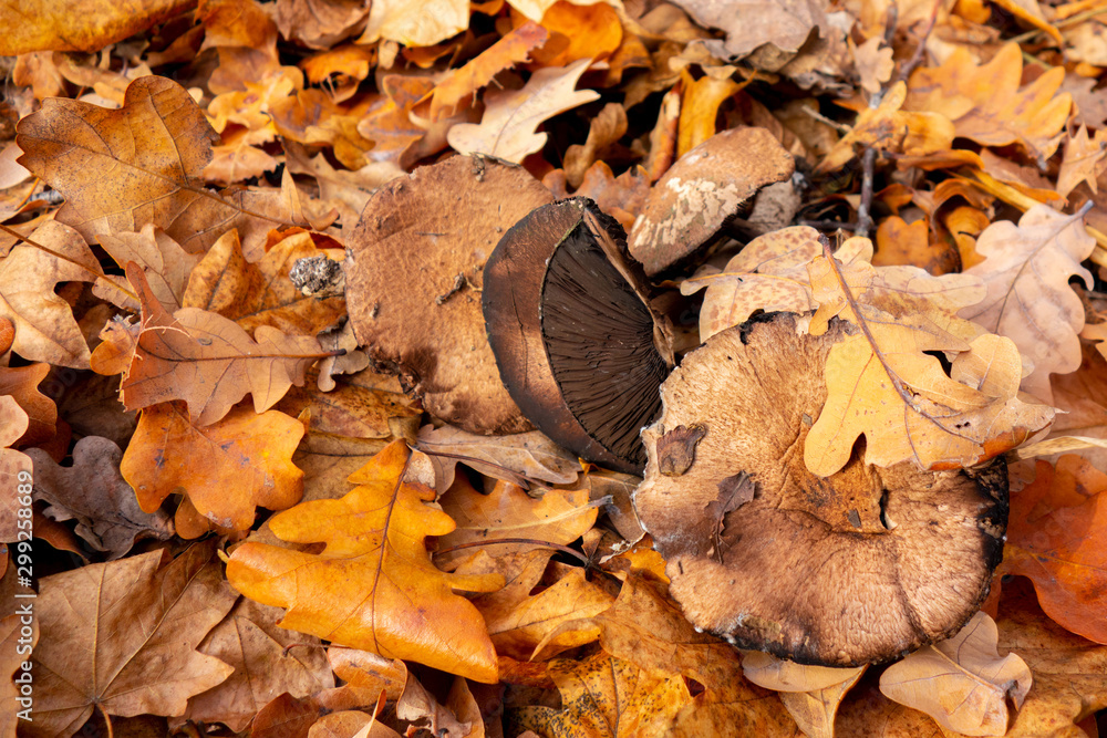 Fototapeta premium Mushroom in autumn forest. Group of big brown mushrooms is surrounded by fallen yellow and red leaves. Close-up image of harvest gathering of edible fungus or danger poisonous ones