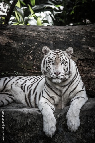 Fototapeta Naklejka Na Ścianę i Meble -  beautiful portrait of white bengal tiger in wildlife