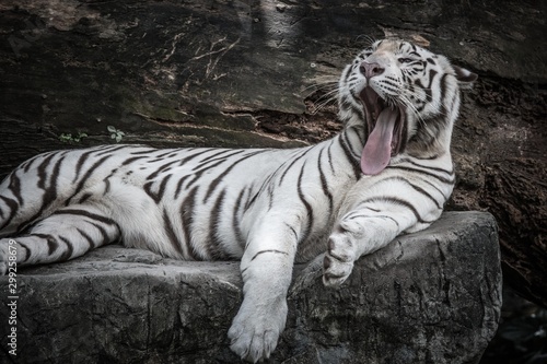 Murais de parede beautiful portrait of white bengal tiger in wildlife