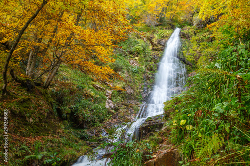 Hayedo de Montegrande con sus colores otoñales y Cascada del Xiblu. Ruta de senderismo. Cordillera Cantábrica, Asturias, España.