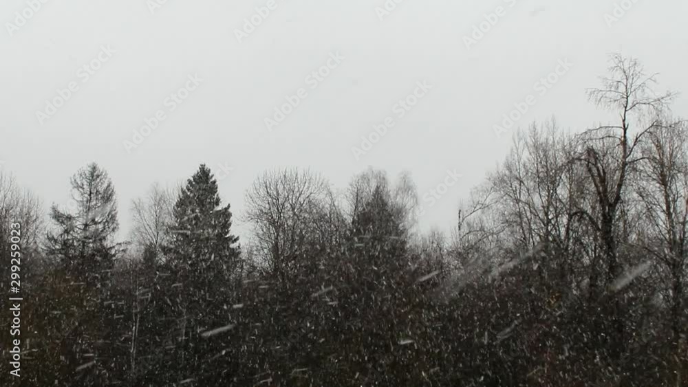 beautiful video with falling snow on the background of a black forest
