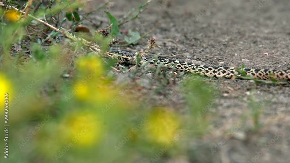 A slithering baby bull snake A slithering baby bull snake