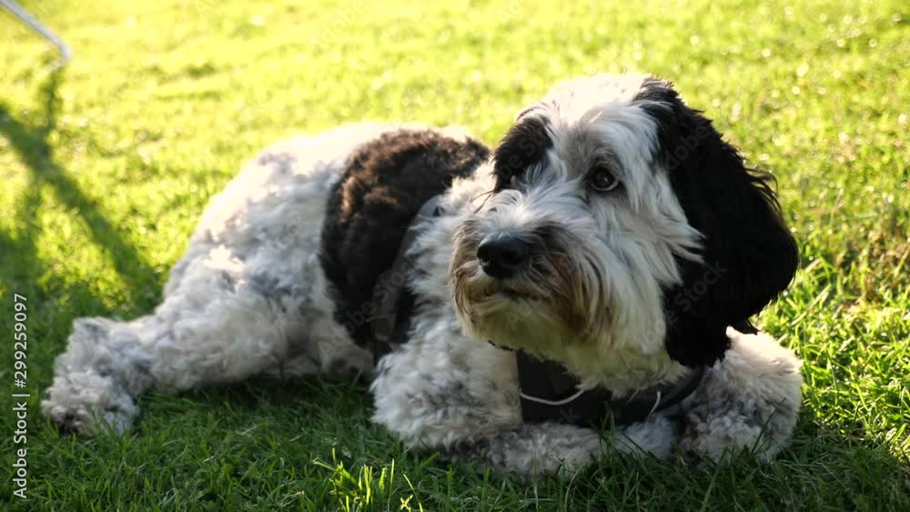 Adorable labradoodle dog laying down in a ball on grass in beautiful golden light. Adorable labradoodle dog laying down in a ball on grass in beautiful golden light.