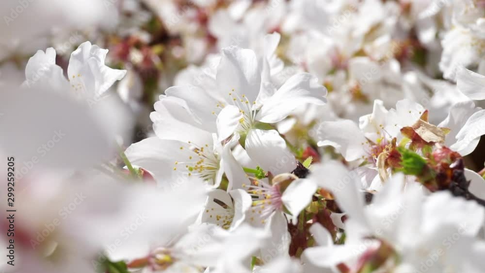 Cherry blossoms bloom on a sunny, breezy, springtime day.
