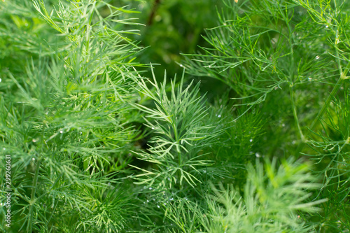 Fresh lush dill background with dew drops on herbal farm