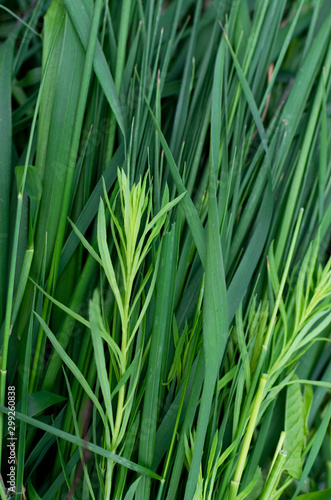 Long green grass striped background, natural leaves plant pattern or texture