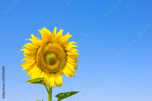 Sunflower with sky blue