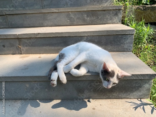 White cat laying in the grey road steps
