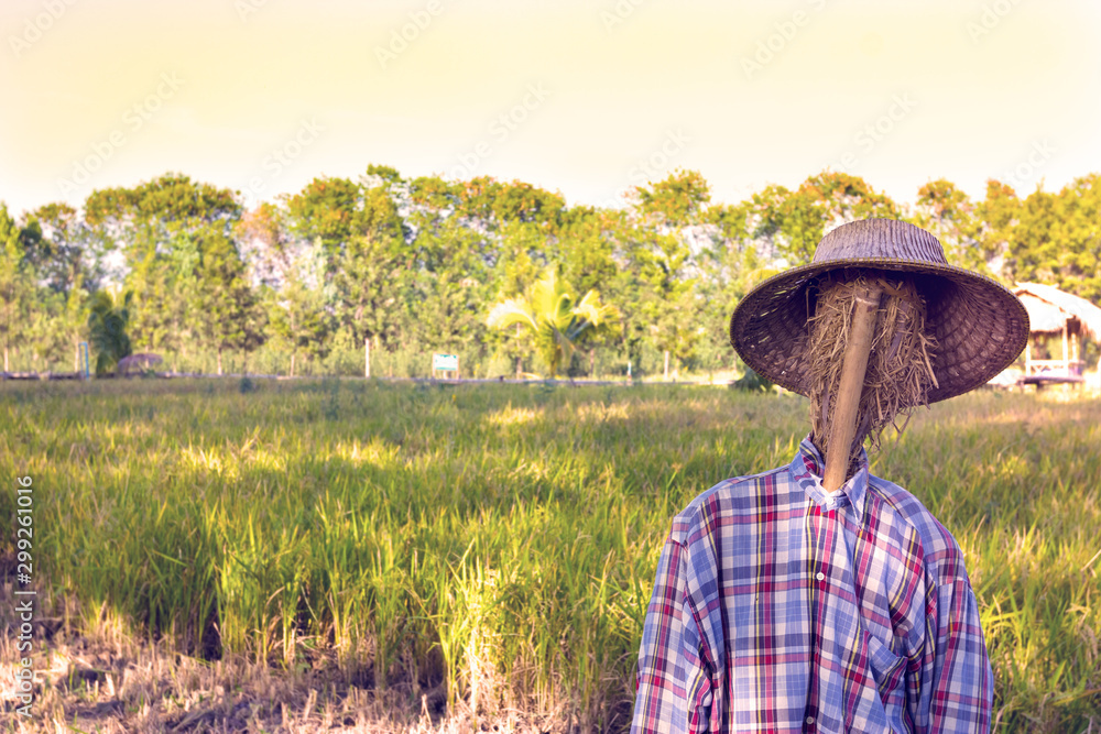 closeup scarecrow with rice field background