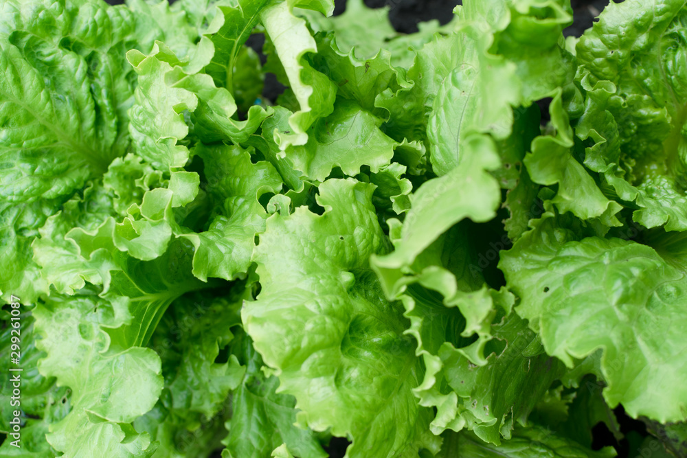 Fresh lush eco lettuce leaves background closeup Fresh lush eco lettuce leaves background closeup