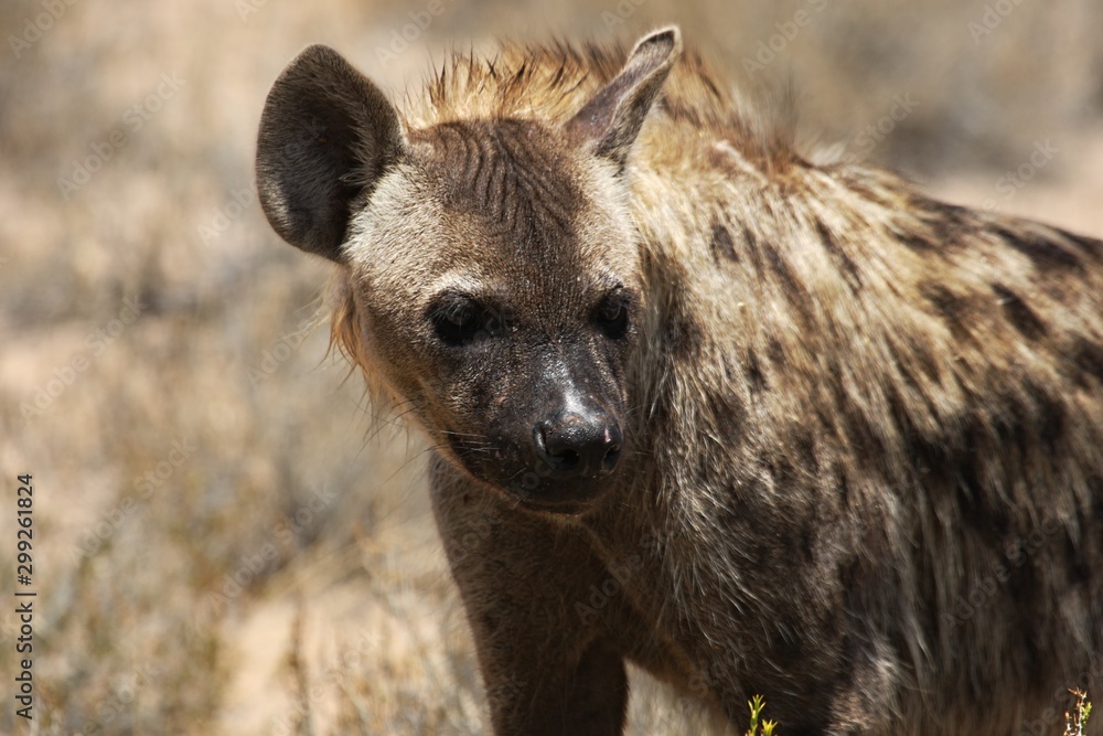Spotted hyena (Crocuta crocuta) walking on patrol in the Kalahari desert. Dry grass and red sand in background.