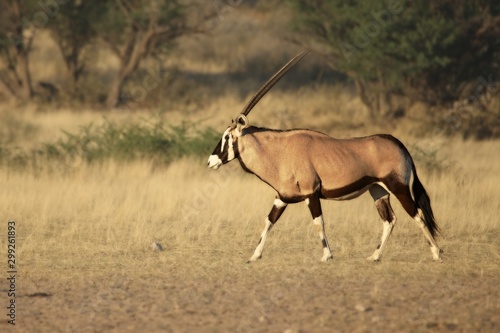 The gemsbok or gemsbuck (Oryx gazella) standing on the sand in Kalahari desert.