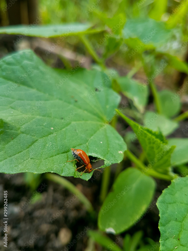 Invasion of pests, pictures of an insect eating a garden plant. Invasion of pests, pictures of an insect eating a garden plant.