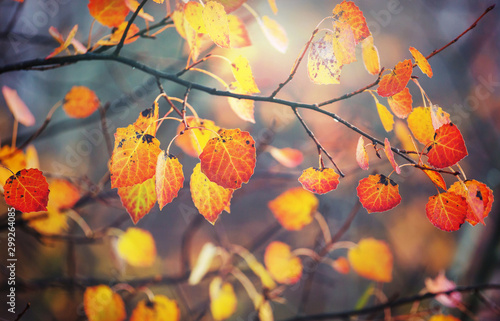 Autumn leaves
