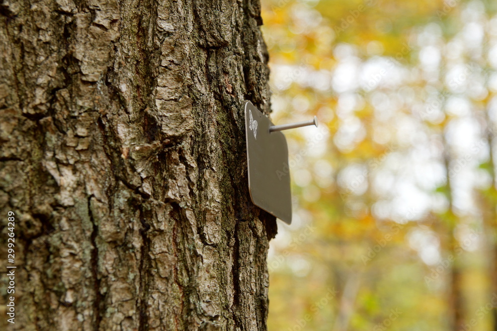 natural funeral in woodland, Grave in the forest, Natural burial grave
