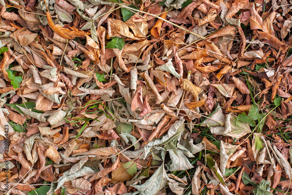 Fototapeta premium Natural texture of an autumn carpet of leaves. Twisted green, brown, and yellow dry leaves and twigs.