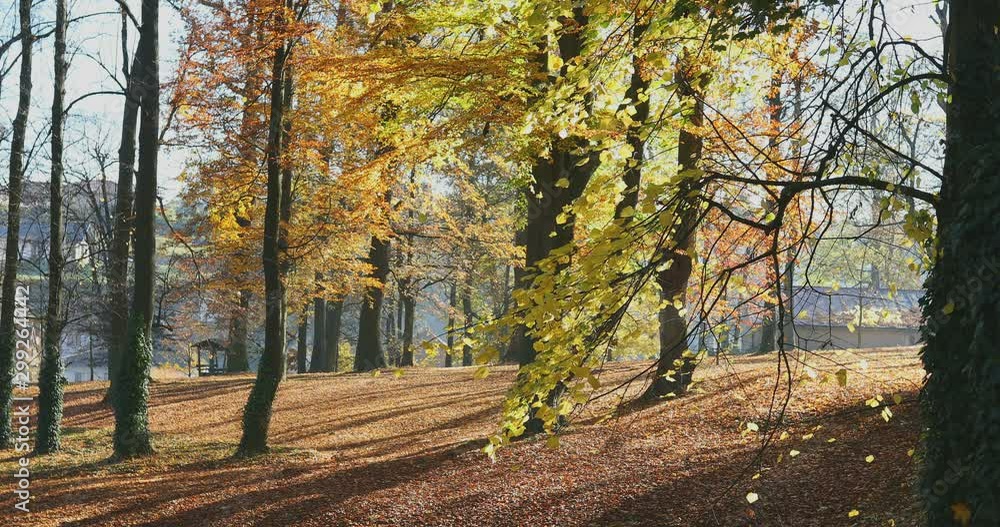 falling leaves from the trees in romantic fall colored park, morning sunlight landscape. Autumn season natural background. Fall concept falling leaves from the trees in romantic fall colored park, morning sunlight landscape. Autumn season natural background. Fall concept