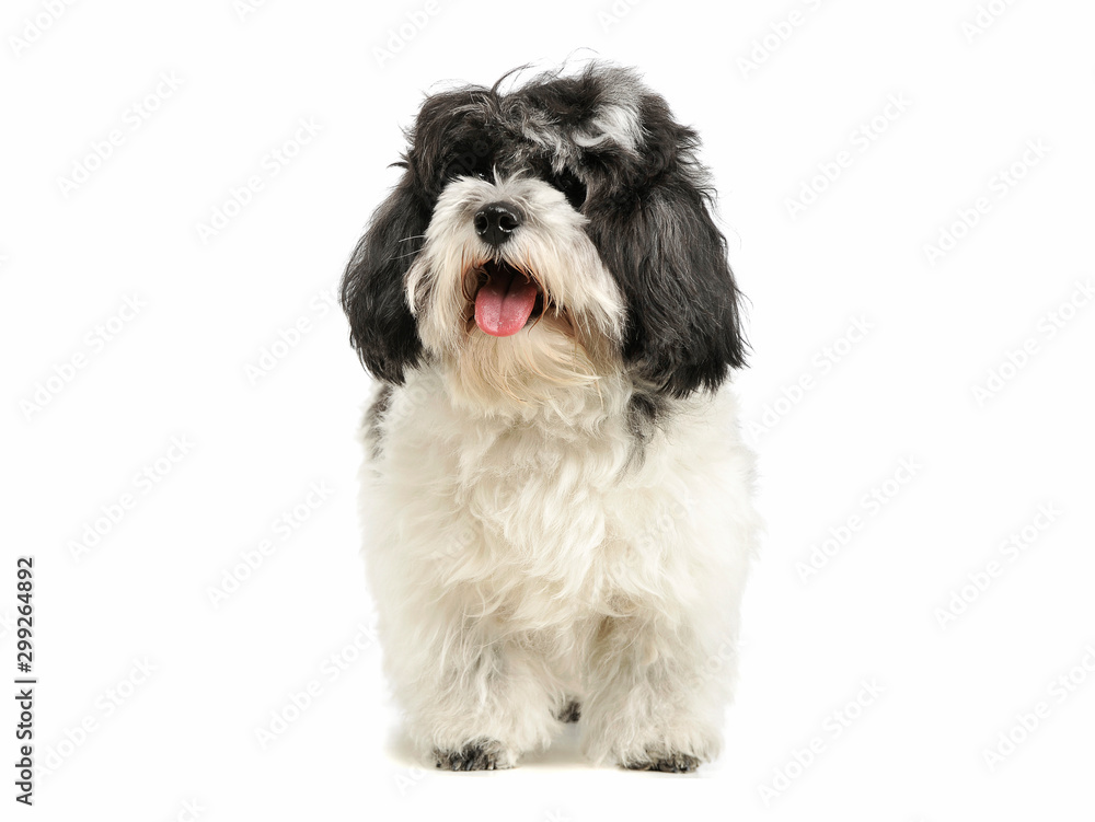 Studio shot of an adorable havanese