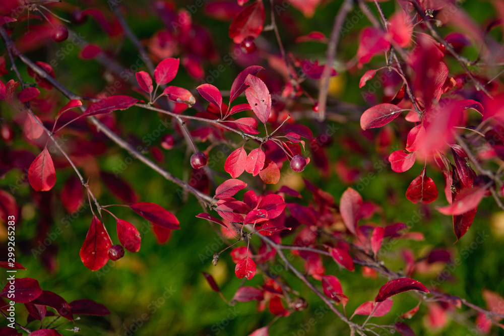 Obraz premium mahogany with berries on a background of green grass
