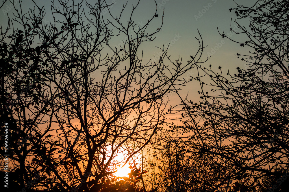 Sunset through tree branches without leaves. Horror or fear concept image. Forest woods in back light of dusk time