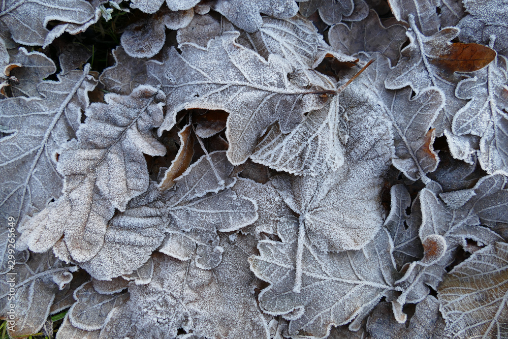 Frost covered leaves of trees on the ground in the snowy winter day. Frost covered leaves of trees on the ground in the snowy winter day.