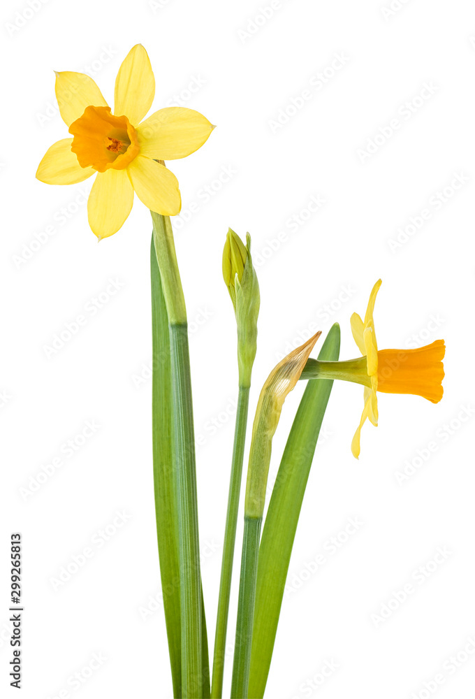 Beautiful fresh narcissus flowers isolated over white background Beautiful fresh narcissus flowers isolated over white background