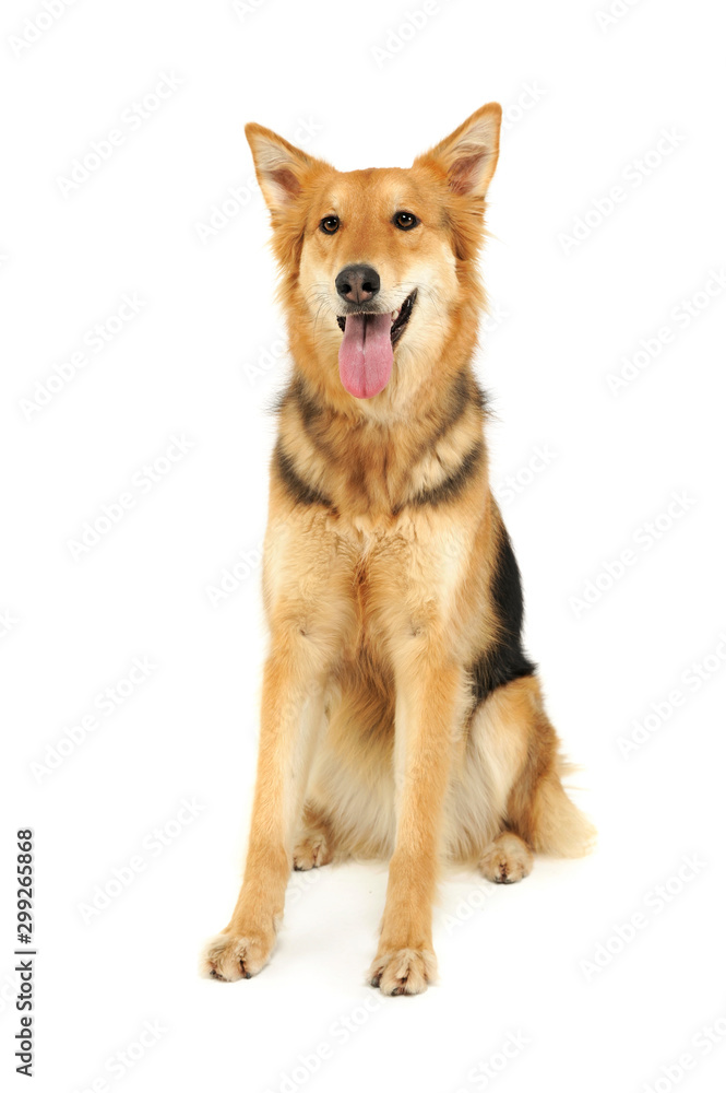 Studio shot of an adorable shepherd dog Studio shot of an adorable shepherd dog
