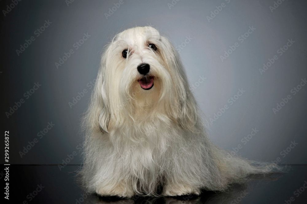 Studio shot of an adorable Maltese Studio shot of an adorable Maltese