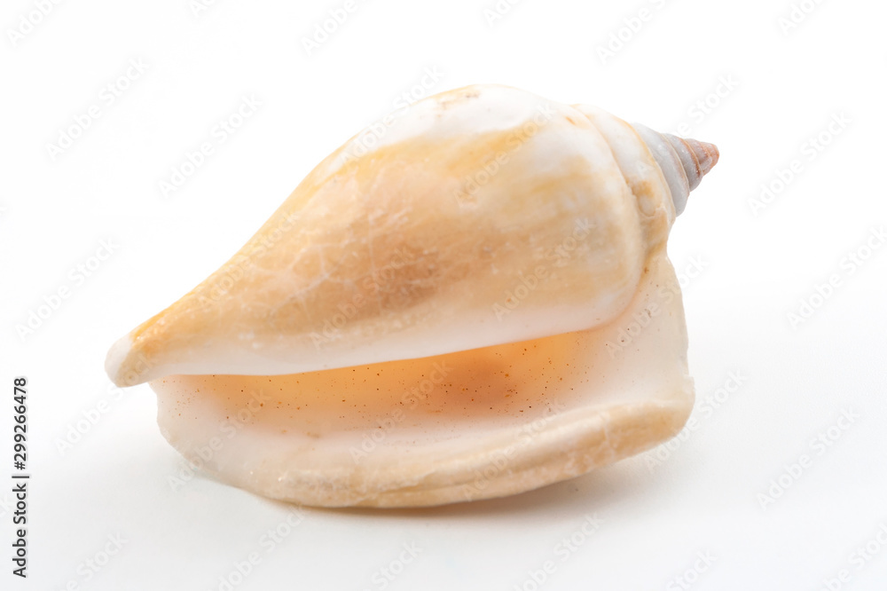 Marine life and sea creatures concept with a seashell isolated on white background with a clip path cutout