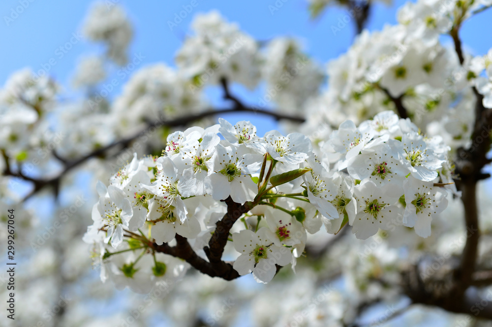 Obraz premium Pear flower in full bloom in spring