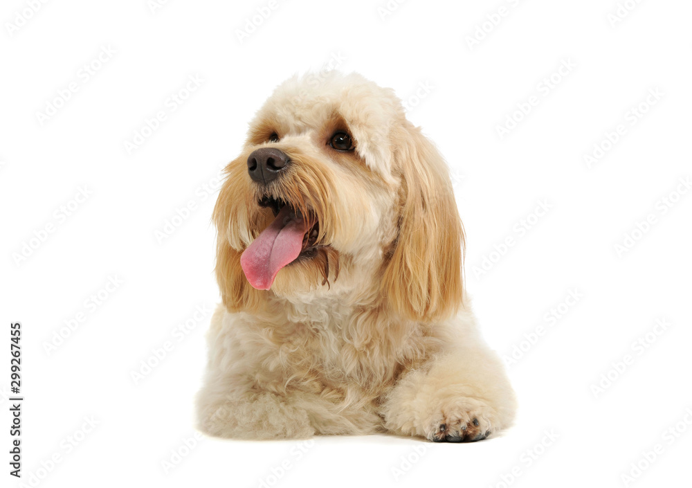 Studio shot of an adorable mixed breed dog Studio shot of an adorable mixed breed dog