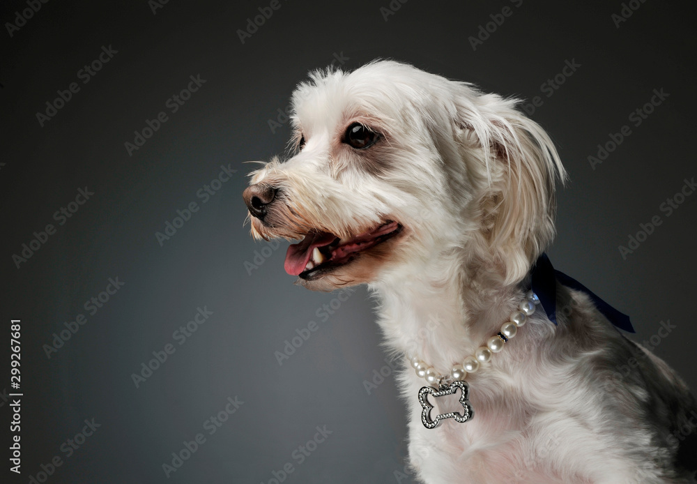 Portrait of an adorable mixed breed dog Portrait of an adorable mixed breed dog