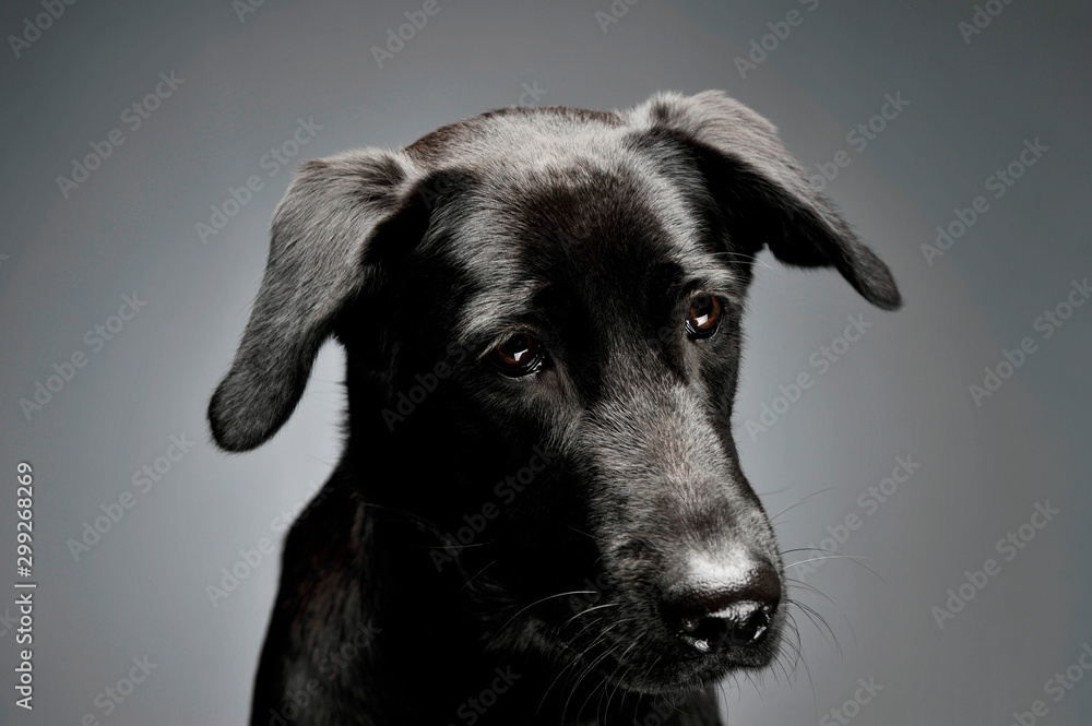 Portrait of an adorable mixed breed dog Portrait of an adorable mixed breed dog
