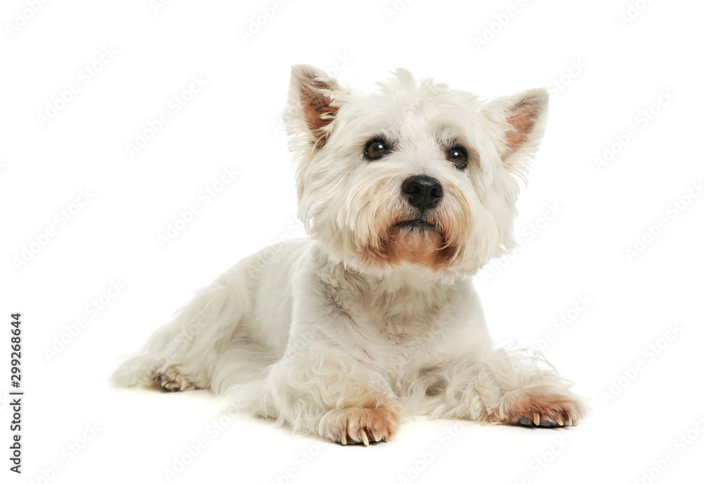 Studio shot of an adorable West Highland White Terrier Studio shot of an adorable West Highland White Terrier