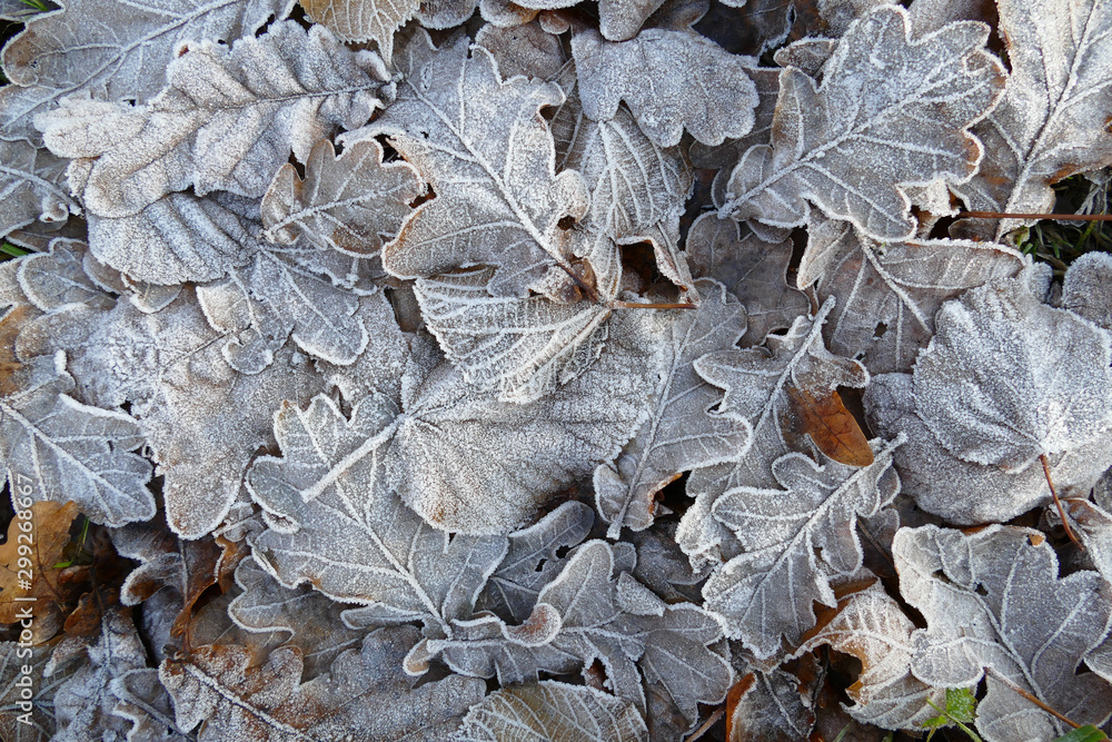 Frost covered leaves of trees on the ground in the snowy winter day.