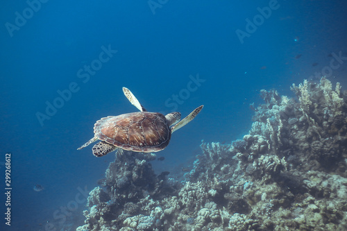 Schildkröte Coraya Bay Marsa Alam © G. W. Haupt