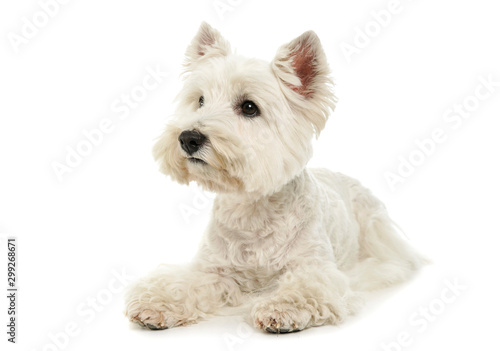 Studio shot of an adorable West Highland White Terrier