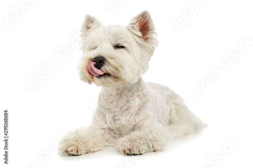 Studio shot of an adorable West Highland White Terrier