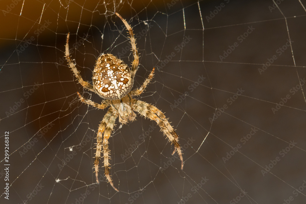 Kreuzspinne Kreuzspinne