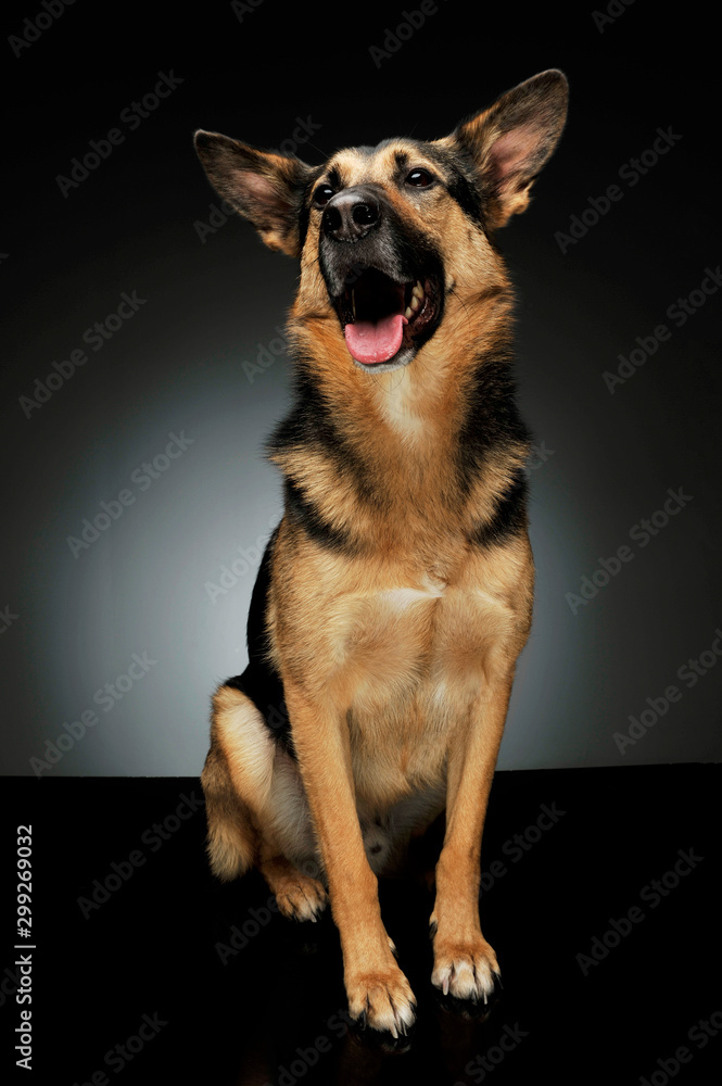 Studio shot of an adorable German shepherd